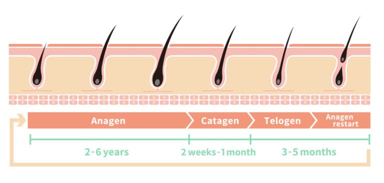 hair-growth-cycle.jpg