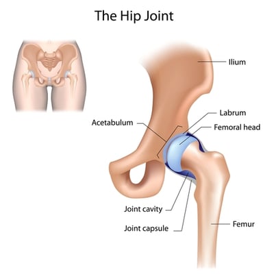 hip joint.jpg